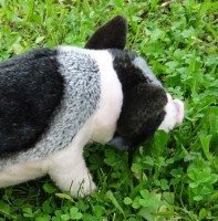 /album/zakrsle-gottingenske-prasatko-bivoj-plysove-zvirazko-teddy-hermann-hirschaid-nemecko2/zakrsle-prasatko-bivoj-teddy-hermann-hirschaid-plysove-zviratko-hracka-znackove-praci-panenkov-R-3-jpg2/